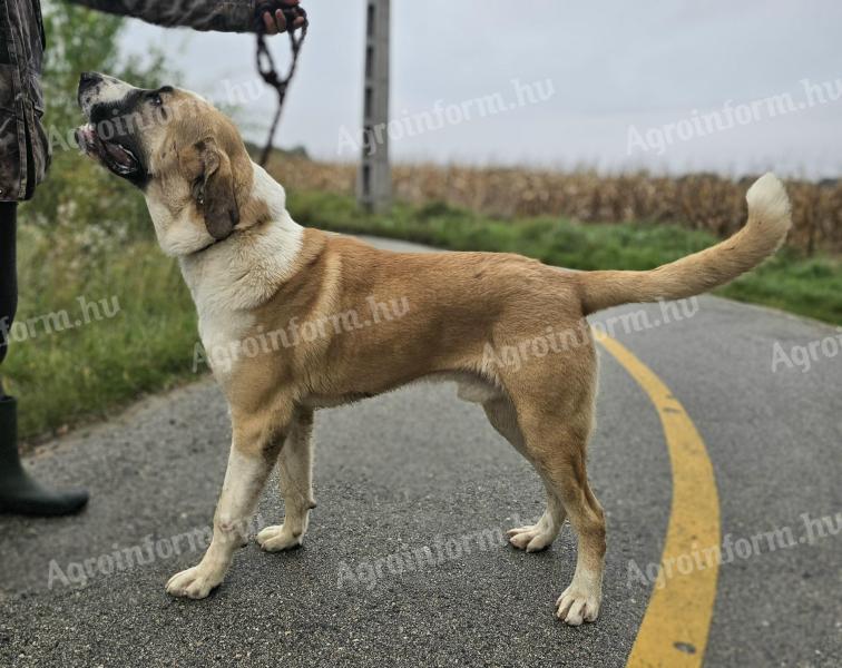 Közép-ázsiai juhászkutya 11 hónapos eladó