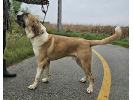 Közép-ázsiai juhászkutya 11 hónapos eladó