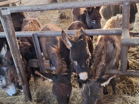 Magyar parlagi szamár választási méncsikók eladók Magyar parlagi szamár választási méncsikók eladók