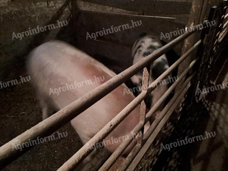 100-140 kg-os hízók eladók