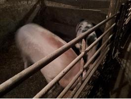 100-140 kg-os hízók eladók