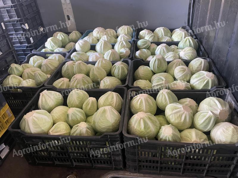 Eladó kerek káposzta