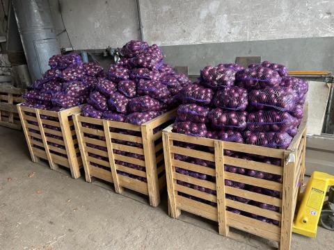 Eladó lilahagyma Eladó lilahagyma