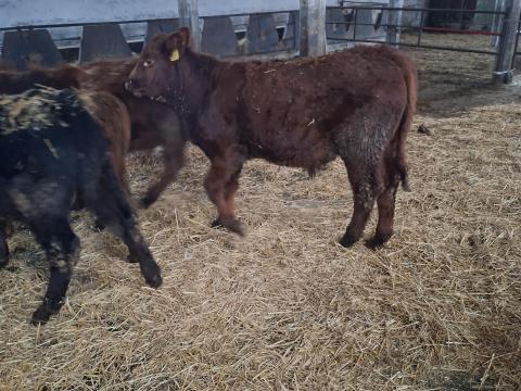 Limousin bikák eladók Limousin bikák eladók