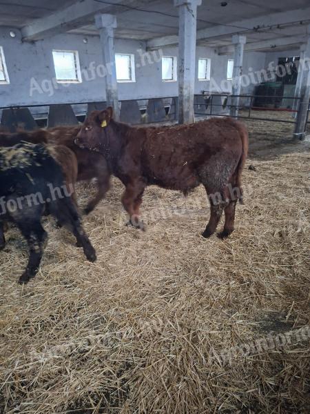 Limousin bikák eladók