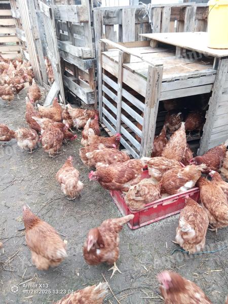 Tojó tyúkok eladók