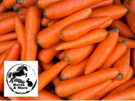 Takarmány sárgarépa rendelhető