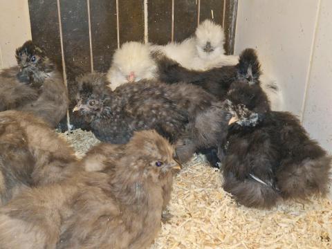 10 hetes selyemcsirkék