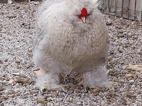 Kender selyemkakas ingyen elvihető