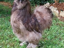 Selyemtyúk pár együtt költözne