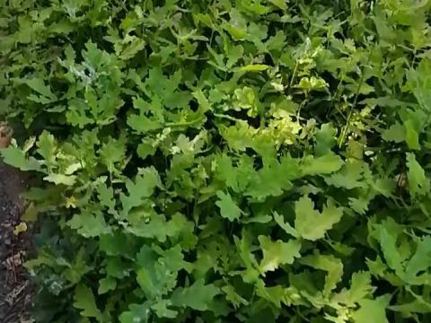 Kocsányos tölgy csemeték 30-50 cm, 200 db, eladó erdészeti facsemete Kocsányos tölgy csemeték 30-50 cm, 200 db, eladó erdészeti facsemete