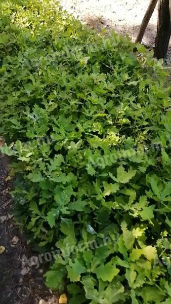 Kocsányos tölgy csemeték 30-50 cm, 200 db, eladó erdészeti facsemete