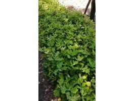 Kocsányos tölgy csemeték 30-50 cm, 200 db, eladó erdészeti facsemete