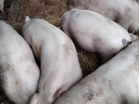 Eladó hízók Bács-Kiskun megyében Kunadacson Eladó hízók Bács-Kiskun megyében Kunadacson