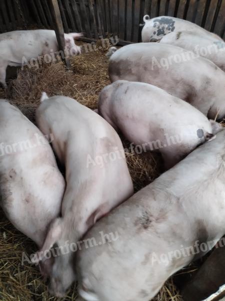 Eladó hízók Bács-Kiskun megyében Kunadacson