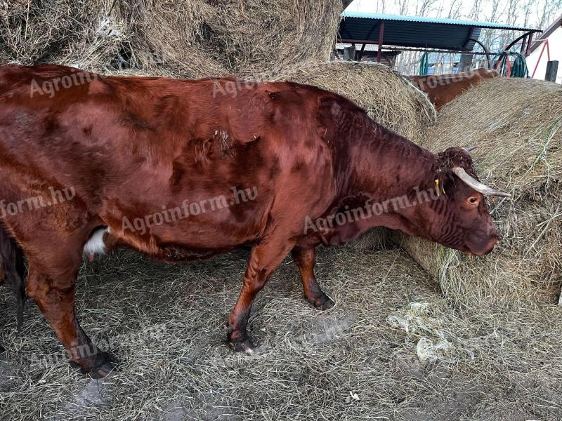 6db tehén eladó