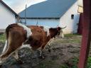 6db tehén eladó