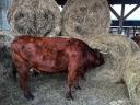 6db tehén eladó