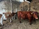 6db tehén eladó