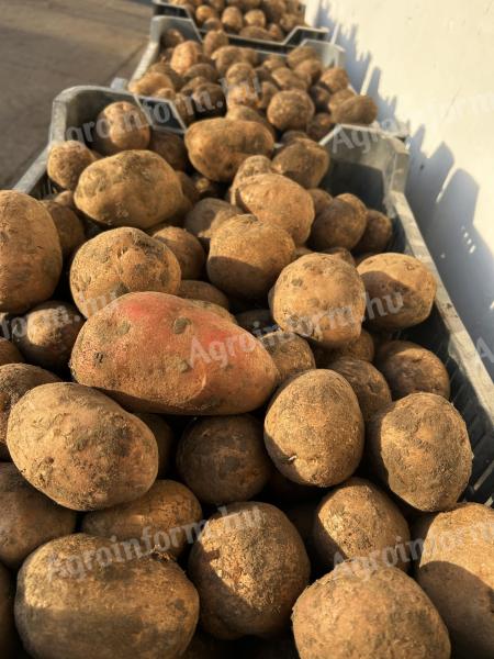 Bellarosa burgonya,  krumpli eladó