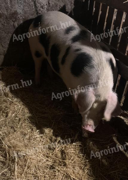 Háztáji hízó eladó