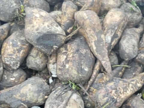 Cukorrépa Eladó Cukorrépa Eladó