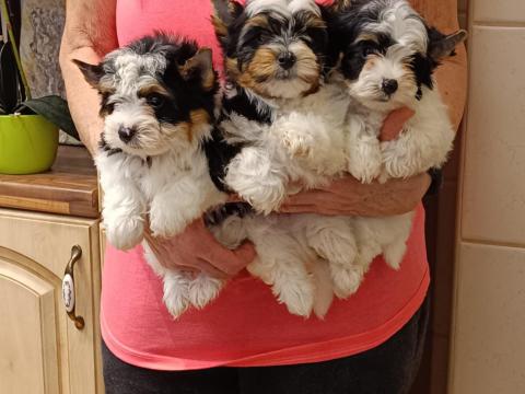 Biewer Yorkshire Terrier eladó