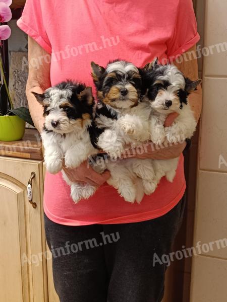 Biewer Yorkshire Terrier eladó