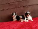 Biewer Yorkshire Terrier eladó