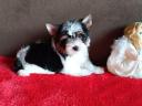 Biewer Yorkshire Terrier eladó