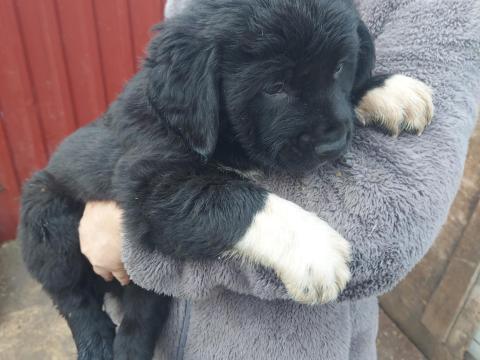 Közép-ázsiai juhászkutya kiskutyák eladók