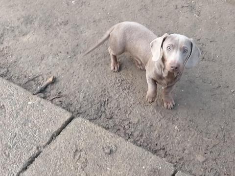 Hat hónapos TACSKÓ jellegű kan kölyök