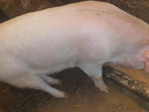 Eladó 110-120 kg súlyú hízó sertés Újszászon Eladó 110-120 kg súlyú hízó sertés Újszászon