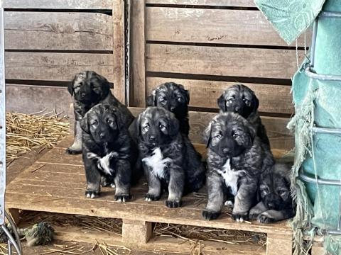 Sarplaninac kiskutyák gazdát keresnek Sarplaninac kiskutyák gazdát keresnek