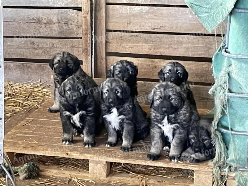 Sarplaninac kiskutyák gazdát keresnek