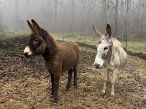 Magyar parlagi csődör szamár eladó