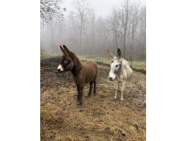 Magyar parlagi csődör szamár eladó