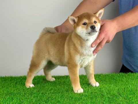 Törzskönyves Shiba Inu kiskutya Törzskönyves Shiba Inu kiskutya