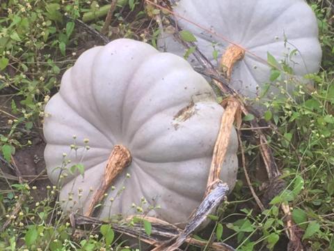 Sampson Sütőtök Sampson Sütőtök