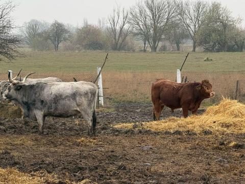 Húshasznositású Magyar Szürke Szarvasmarha eladó Húshasznositású Magyar Szürke Szarvasmarha eladó