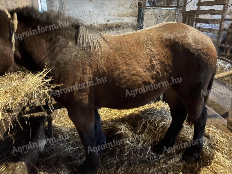 Pej kanca csikó eladó