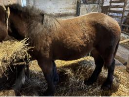 Pej kanca csikó eladó