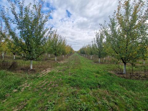 Komplex tanyagazdaság 21 ha földdel - lakóházzal - azonnal működő agrárbirtok Nyírkátán Komplex tanyagazdaság 21 ha földdel - lakóházzal - azonnal működő agrárbirtok Nyírkátán