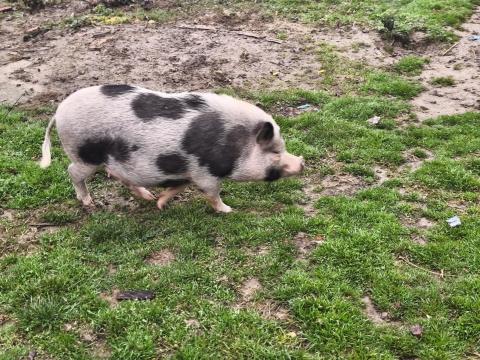 Minnesotai törpe malac, 2 éves eladó Minnesotai törpe malac, 2 éves eladó