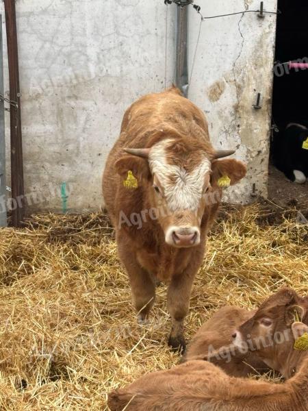 MT & Blonde keresztezett bika borjú