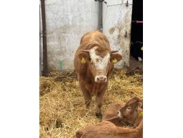 MT & Blonde keresztezett bika borjú