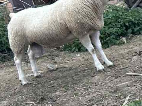 “A” törzskönyves texel tenyészkos “A” törzskönyves texel tenyészkos