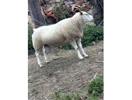 “A” törzskönyves texel tenyészkos