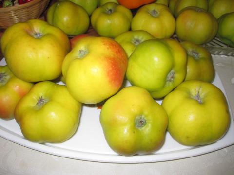 Történelmi fajta csillagalma, csillagápi, Ápi alma facsemete eladó Történelmi fajta csillagalma, csillagápi, Ápi alma facsemete eladó