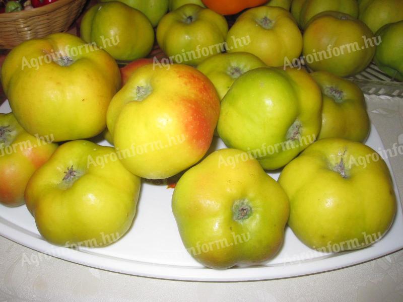 Történelmi fajta csillagalma, csillagápi, Ápi alma facsemete eladó